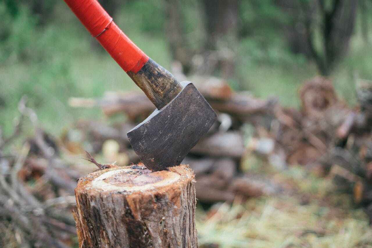 Tree Branch Trimming in West Fargo, ND